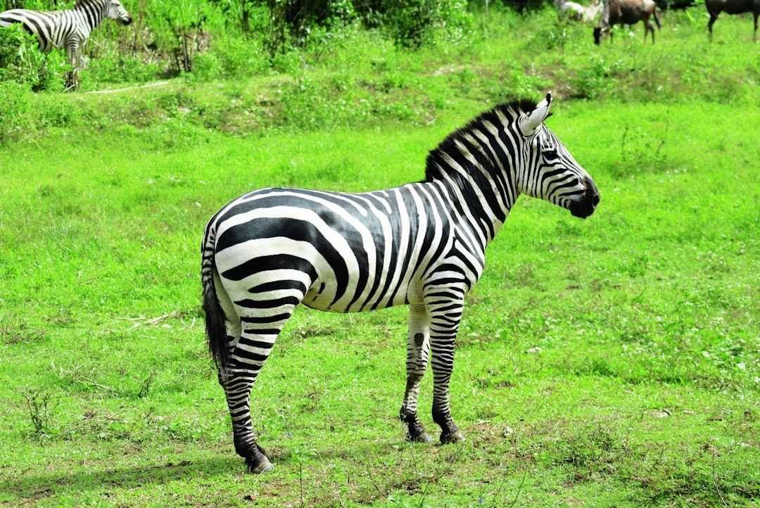 Close-up image of the Zebra Mildliner Double-Ended Highlighter showing its unique double-ended desig