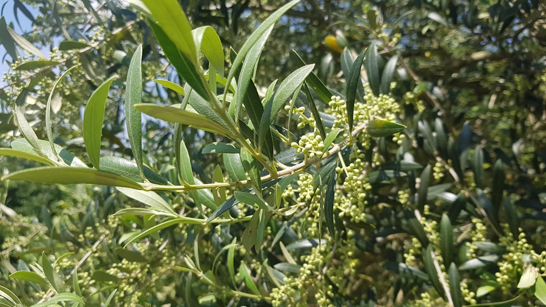 Image showing traditional Mediterranean olives and olive oil alongside Japanese laboratory glassware