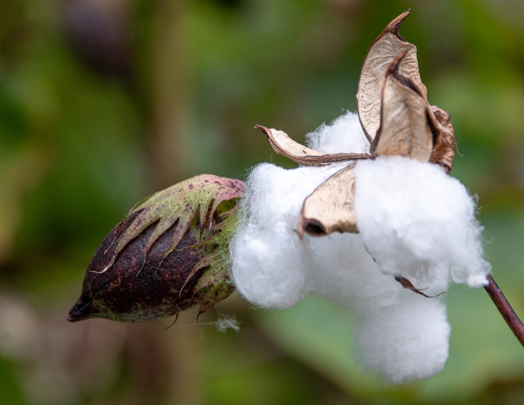 Photo of Muji’s reusable organic cotton pads stacked neatly next to a bottle of micellar water or cl