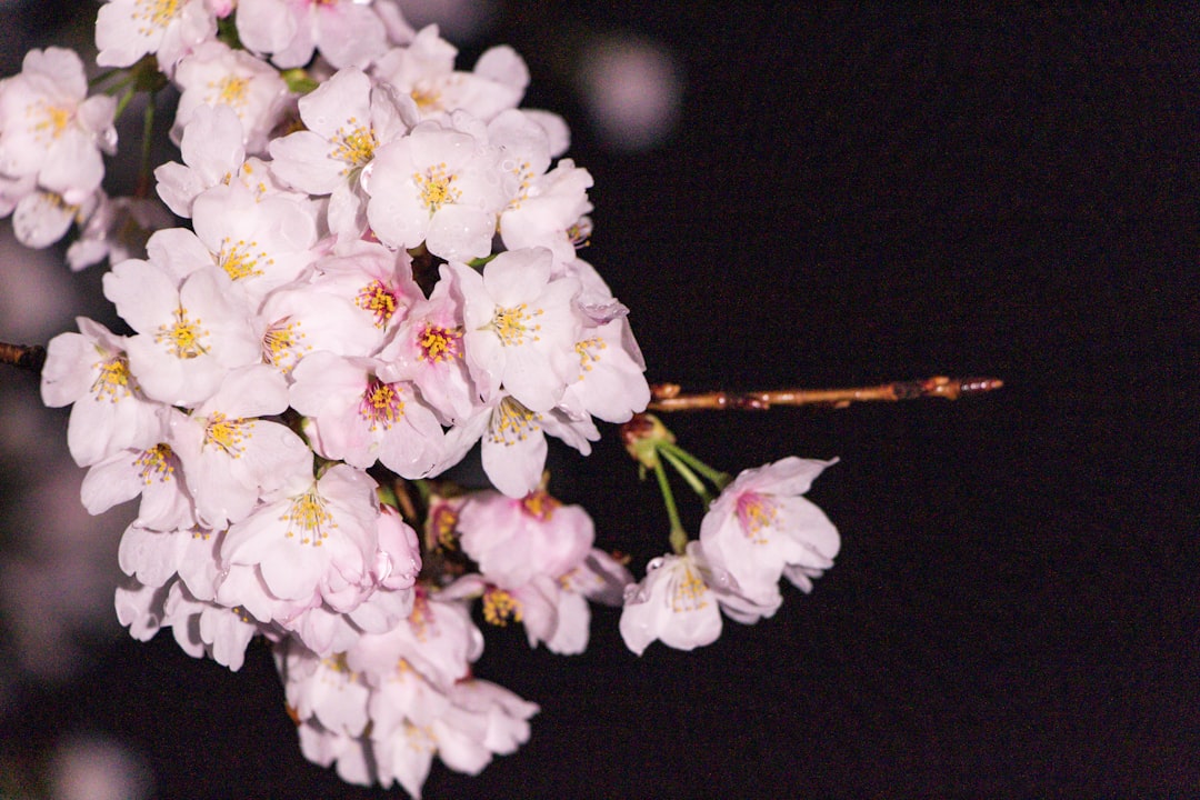 Close-up image of Kamoi Kakoshi MT Washi Tape rolls showing a variety of patterns including floral a