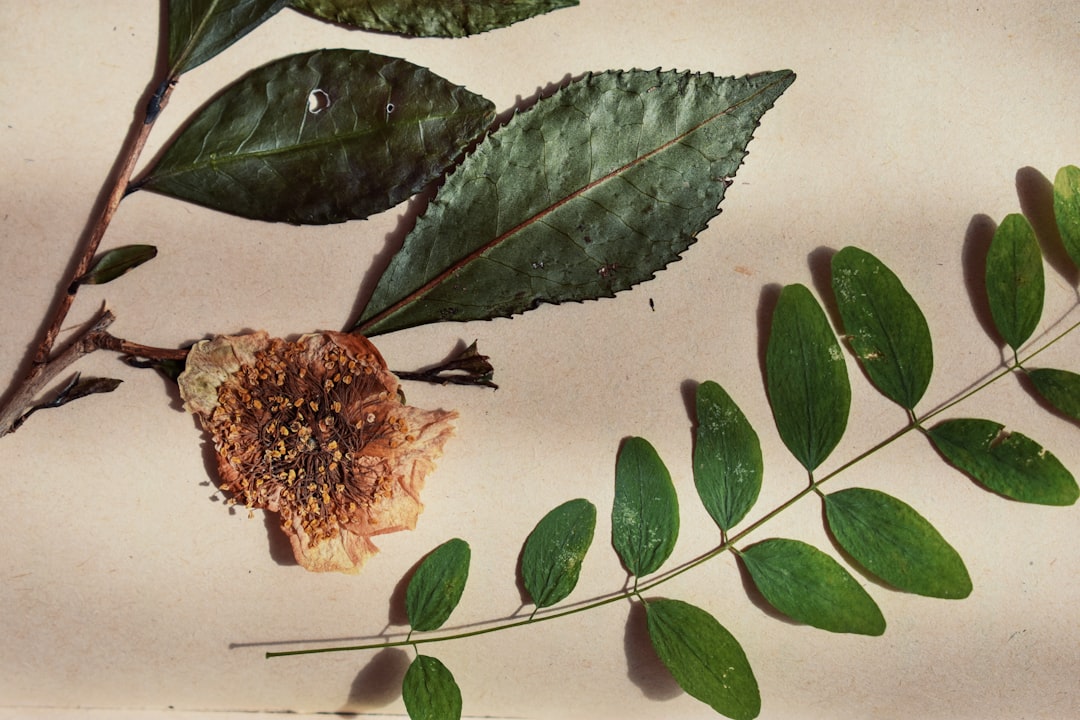 Product-focused image of Kose Sekkisei Sun Protect Essence Gel tube alongside natural Japanese herba